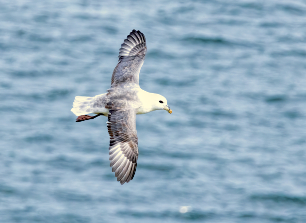 Fulmar boréal en vol au dessus de l'eau